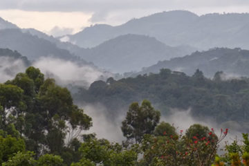 Bwindi Forests
