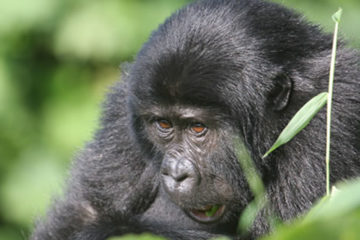 Gorilla Trekking Bwindi Forest
