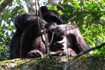 Kibale Chimpanzee