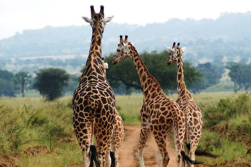 Kidepo Giraffees