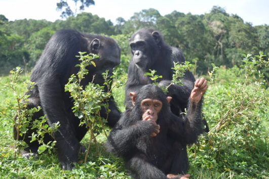 Ngamba Chimpanzees