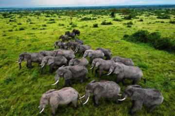 Elephants in Queen Elizabeth National Park