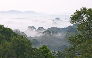 Kibale Forest