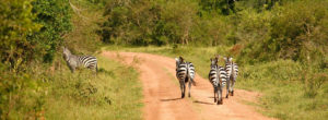 Zebras in Lake Mburo National Park