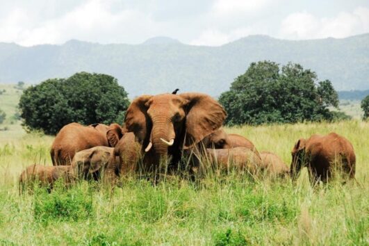 Kidepo Elephants