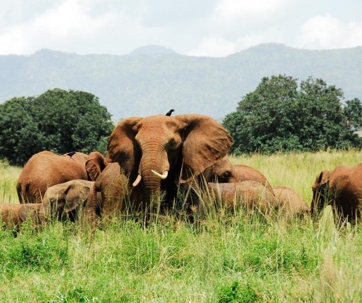 Kidepo Elephants