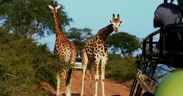 Murchison Falls Giraffe Safari