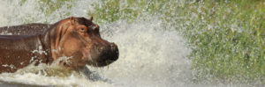 Murchison Falls Hippo
