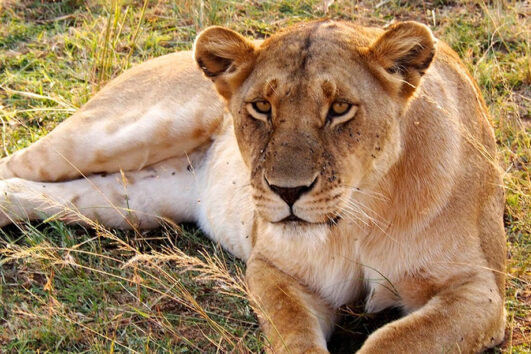 Lions of Uganda