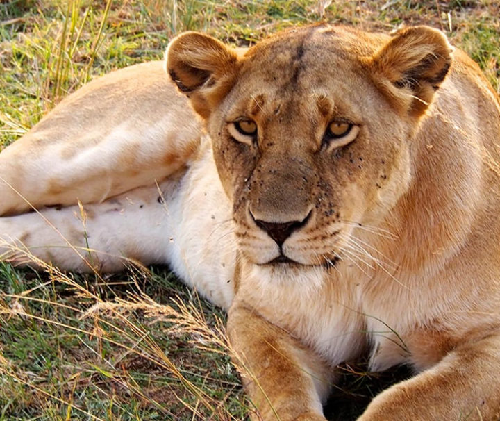 Lions of Uganda