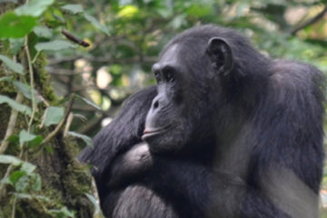 Uganda Chimpanzees