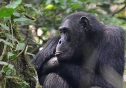 Uganda Chimpanzees