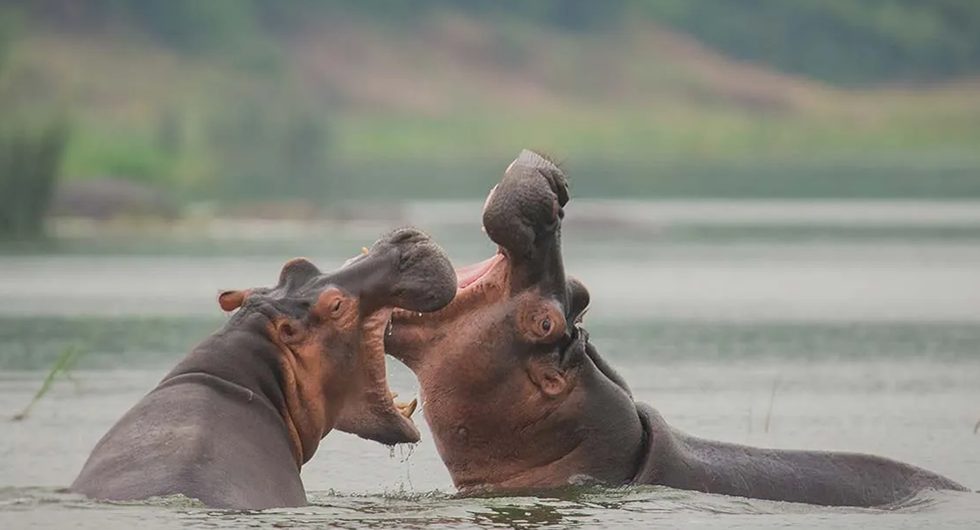 Uganda Hippos